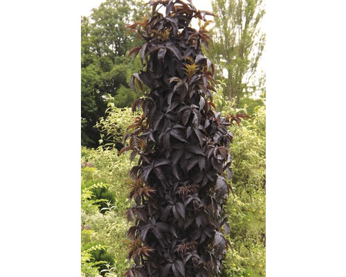 Sureau FloraSelf Sambucus nigra 'Black Tower' H 80-100 cm Co 15 l