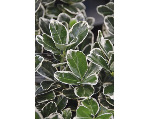 Spindelstrauch FloraSelf Euonymus japonica 'Kathy' Halbstamm 40 cm H 60-80 cm Co 6 L