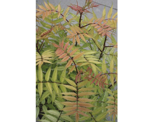 Sorbaire à feuilles de sorbier FloraSelf Sorbaria sorbifolia 'Sem' H 50-60 cm Co 10 L Sorbaire à feuilles de sorbier FloraSelf Sorbaria sorbifolia 'Sem' H 50-60 cm Co 10 L