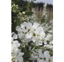 Strauch mit weißen Blüten