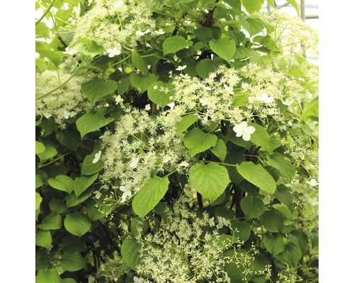 Hortensia grimpant en espalier FloraSelf Hydrangea petiolaris H ca. 80 cm Co 6 L Hortensia grimpant avec des fleurs blanches et des feuilles vertes