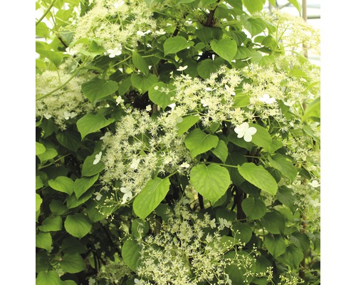 Kletter-Hortensie Spalier FloraSelf Hydrangea petiolaris H ca. 80 cm Co 6 L