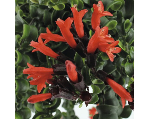 Nahaufnahme einer Lippenstiftpflanze mit roten Blüten und grünen Blättern.