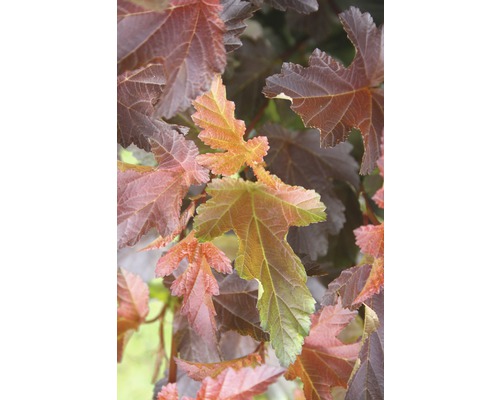 Blasenspiere FloraSelf Physocarpus opulifolius 'Center Glow' Halbstamm 40 cm H 60-100 cm Co 6 L