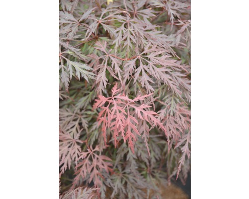 Érable palmé FloraSelf Acer palmatum 'Orangeola' h 80-100 cm Co 10 l