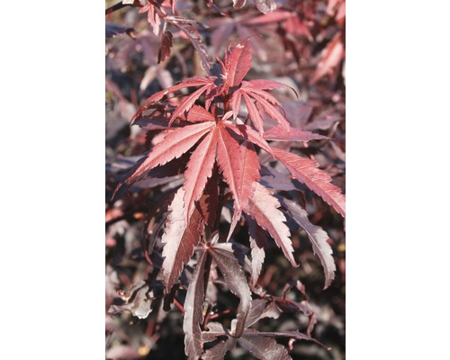 Érable du Japon FloraSelf Acer palmatum 'Skeeter's Broom' H 80-100 cm Co 10 L