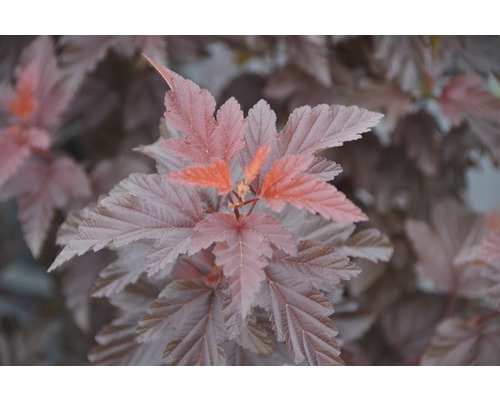 Blasenspiere FloraSelf Physocarpus opulifolius 'Little Angel' H 80-100 cm Co 10 L Nahaufnahme von rotlaubigem Blasenspiere Strauch