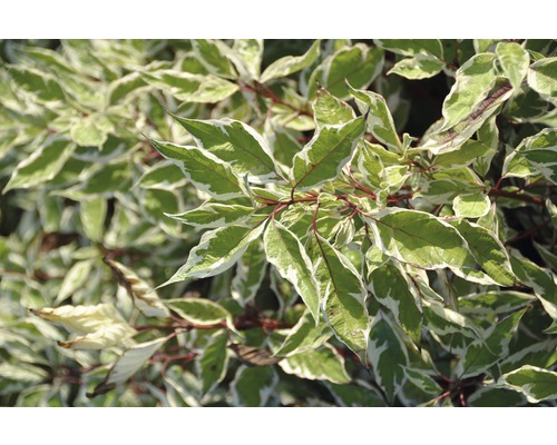 Cornouiller FloraSelf Cornus alba 'Sibirica Variegata' H 50-60 cm Co 4,5 L Cornouiller décoratif avec des feuilles panachées vert et blanc