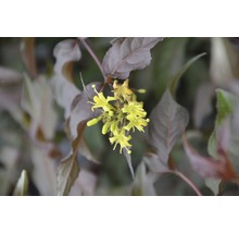 Weigela américaine FloraSelf Diervilla splendens 'Diva' h 30-50 cm Co 6 l
