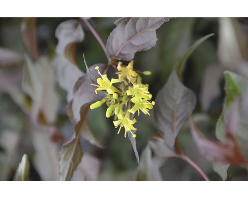 Weigela américaine FloraSelf Diervilla splendens 'Diva' h 30-50 cm Co 6 l