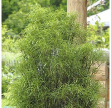 Arbuste ornemental vert dans le jardin