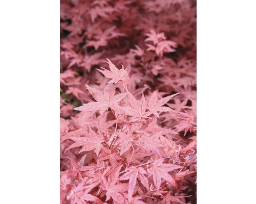 Fächerahorn FloraSelf Acer palmatum 'Beni-Maiko' H 40-60 cm Co 4,5 L
