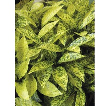 Aucube FloraSelf Aucuba japonica 'Crotonifolia' H 40-50 cm Co 4,5 L