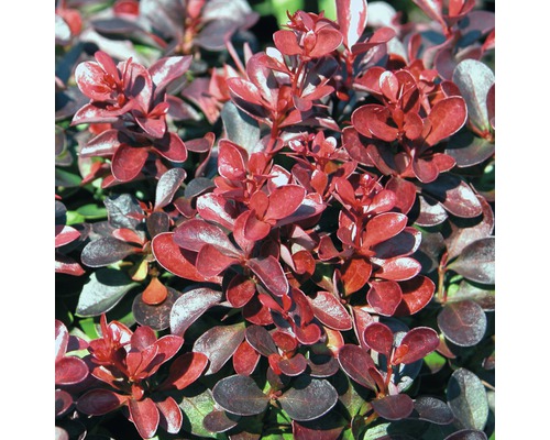 Berberitze FloraSelf Berberis thunbergii 'Concorde' H 30-40 cm Co 4,5 L