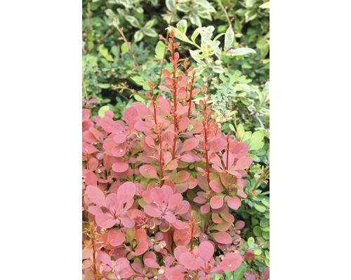 Épine-vinette FloraSelf Berberis thunbergii 'Ornage Rocket'® h 30-40 cm Co 4,5 l