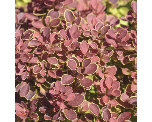 Épine-vinette FloraSelf Berberis thunbergii 'Ruby Star' H 30-40 cm Co 4,5 L Gros plan d''une épine-vinette aux feuilles brun rougeâtre