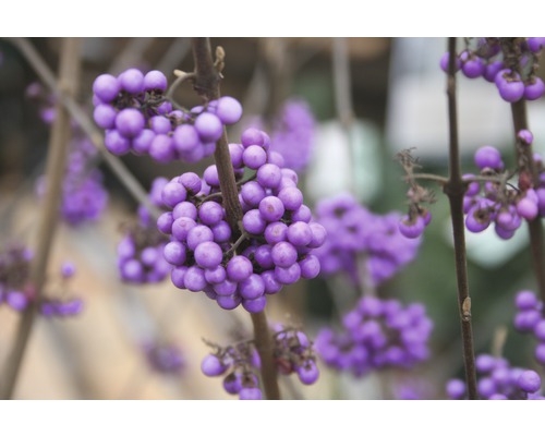 Arbuste aux bonbons FloraSelf Callicarpa bodinieri 'Profusion' H 50-60 cm Co 4,5 L