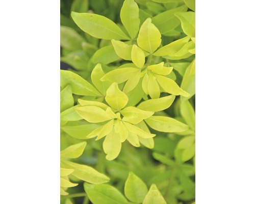Mexikanische Orangenblume FloraSelf Choysia ternata 'Sundance' H 30-40 cm Co 4,5 L Nahaufnahme von gelbgrünen Blättern einer Pflanze.