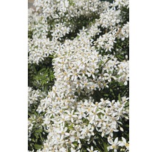 Blühende Choisya-Sträucher im Garten