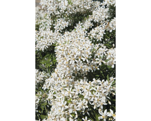 Oranger FloraSelf Choysia ternata 'White Dazzler' H 30-40 cm Co 4,5 L