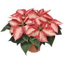 Weihnachtsstern mit rot-weiss gefleckten Blättern im Topf