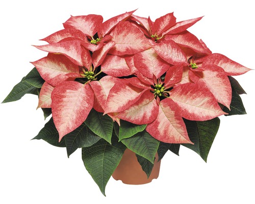 Weihnachtsstern mit rot-weiss gefleckten Blättern im Topf
