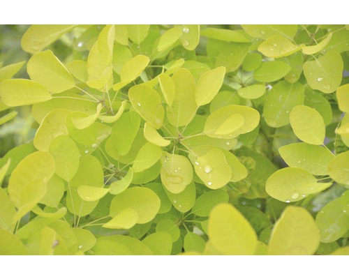 Arbre à perruques FloraSelf Cotinus coggygria 'Golden Lady' H 40-60 cm Co 4,5 L Gros plan des feuilles d''une plante