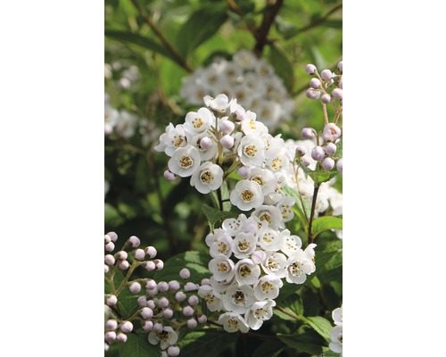 Deutzia compacte FloraSelf Deutzia compacta 'Lavender Time' H 30-40 cm ...