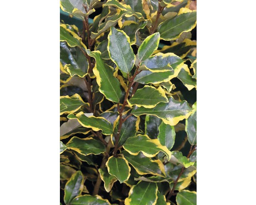 Olivier de Bohême FloraSelf Elaeagnus pungens 'Viveleg' H 30-40 cm Co 4,5 L Olivier de Bohême à feuilles persistantes à bordure jaune
