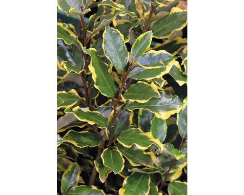 Olivier de Bohême FloraSelf Elaeagnus pungens 'Viveleg' H 30-40 cm Co 4,5 L