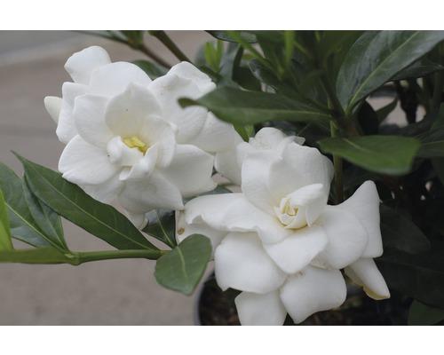 Gardenie FloraSelf Gardenia jasminoides 'Double Mint' H 30-40 cm Co 4,5 L