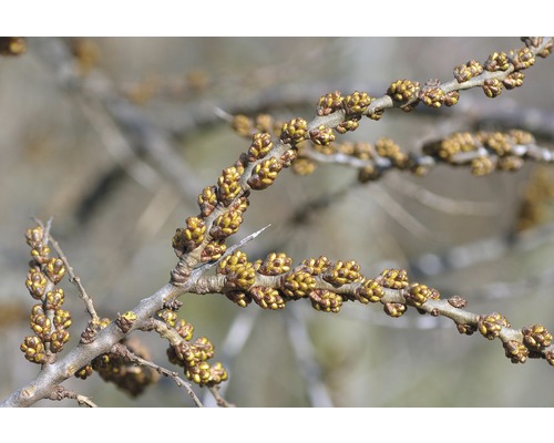Argousier (mâle) FloraSelf Hippophae rhamnoides 'Pollmix' h 40-60 cm Co 4,5 l Branche d''argousier avec des boutons floraux