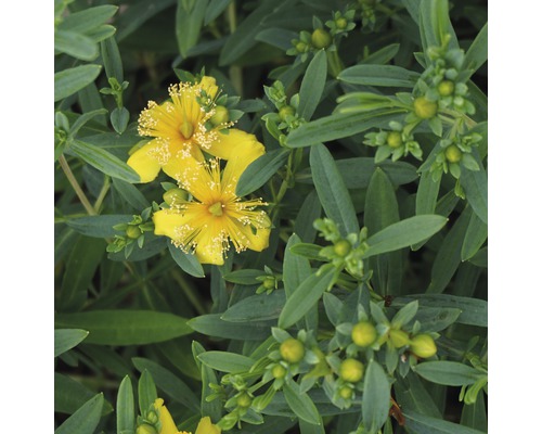 Johanniskraut FloraSelf Hypericum kalmianum 'Cobaltngold' H 40-50 cm Co 4,5 L Johanniskraut mit gelben Blüten und grünen Blättern
