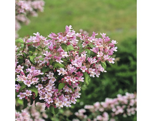 Perlmuttstrauch FloraSelf Kolkwitzia amabilis 'Pink Cloud' H 50-60 cm Co 4,5 L Blühender Abelienstrauch im Garten