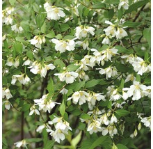 Gartenjasmin, Duftjasmin, Pfeifenstrauch FloraSelf Philadelphus 'Lemoinei' H 60-80 cm Co 4,5 L