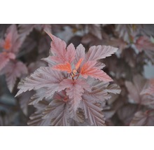 Gros plan d''un physocarpe à feuilles rouges avec des feuilles multicolores.