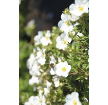 Blühende Strauch-Fingerkraut-Pflanze mit einer Biene auf einer der Blüten