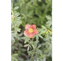 Blüte einer Strauchfingerkraut Pflanze mit fünf Blütenblättern