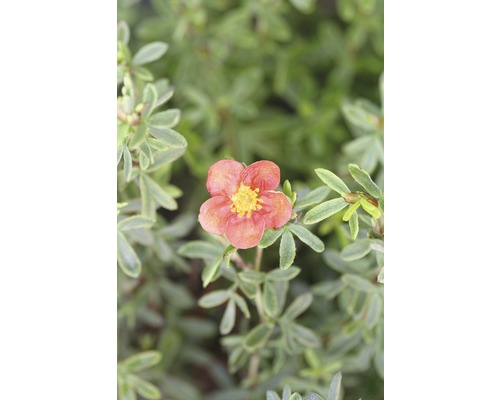 Potentille frutescente FloraSelf Potentilla fruticosa 'Red Lady' H 30-40 cm Co 4,5 L