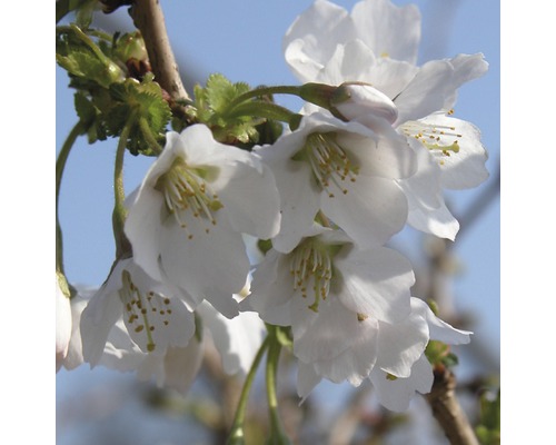 Cerisier à fleurs du Japon FloraSelf Prunus incisa 'Kojou-no-mai' H 30-40 cm Co 4,5 L