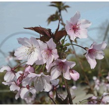 Inflorescence de cerisier d''ornement avec des fleurs rose clair