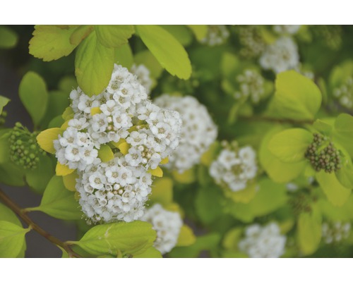 Spirée à feuilles de bouleau FloraSelf Spiraea betulifolia 'Torgold' h 25-30 cm Co 4,5 l