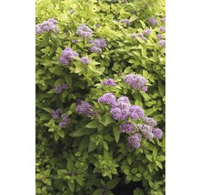 Spirée avec feuilles et fleurs