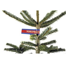 Nordmanntanne mit Etikett