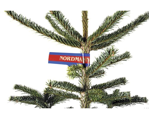 Nordmanntanne mit Etikett