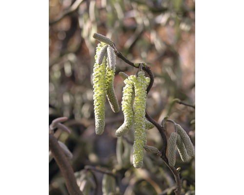 Korkenzieher-Hasel FloraSelf Corylus avellana 'Contorta' H 60-80 cm Co 6 L Hängende Kätzchenblüten an einem Haselnussstrauch