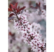 Arbre d''ornement en fleurs avec des feuilles rouge pourpre
