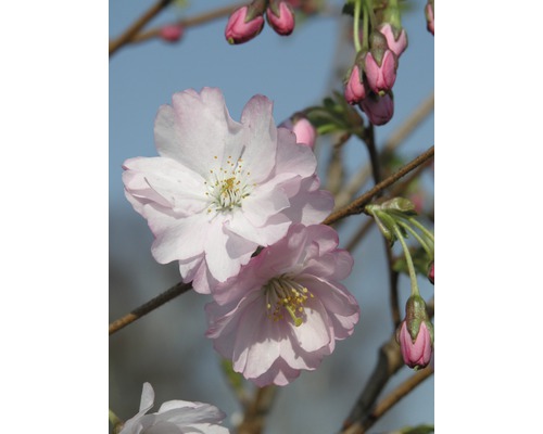 Cerisier à fleurs du Japon précoce FloraSelf Prunus 'Accolade' H 80-100 cm Co 6 L