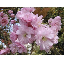 Nelkenkirsche FloraSelf Prunus serrulata 'Kanzan' H 80-100 cm Co 6 L