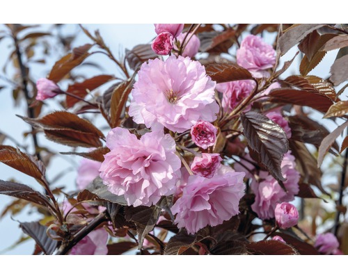 Nelkenkirsche FloraSelf Prunus serrulata 'Royal Burgundy' H 80-100 cm Co 6 L